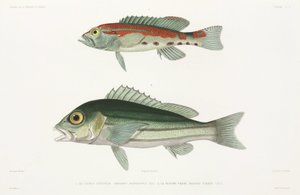 Gestreepte serrano zeebaars en Blauwe en gouden snapper