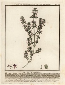 Basilicum tijm, Clinopodium acinos door Unbekannter Künstler
