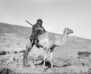 Bedoeïen die op een kameel rijdt, ca. 1936 (zwart-wit foto)
