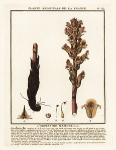 Kleverige Bremraap; Orobanche caryophyllacea door Unbekannter Künstler