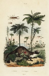 Steenmarter, Martes foina, oorworm, Forficula auricularia, en varens, Filices species door Unbekannt