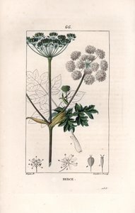 Berce ou charavie - Gravure door Lambert fils, naar een tekening van Pierre Jean Francois Turpin, uit La flore medicale, de Chaumeton, Poiret et Chamberet, Parijs 1830 - Gewone berenklauw, Heracleum sphondylium door Unbekannter Künstler