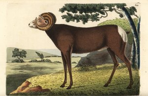 Bighorn schaap of Canadees schaap, Ovis canadensis