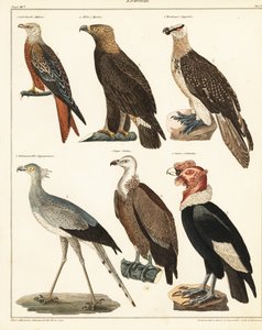 Roofvogels
