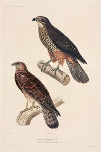 Roofvogels