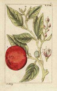 Bittere sinaasappel of Sevilla-sinaasappel, Citrus x aurantium door Unbekannter Künstler