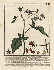 Bitterzoet, Solanum dulcamara door Unbekannter Künstler