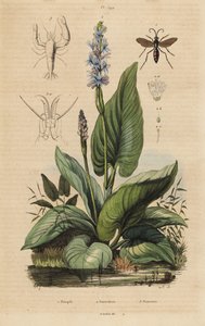 Zwartbandige spinnenwesp, Anoplius viaticus 1, snoekkruid, Pontederia cordata 2, en wachtergarnaal, Anchistus custos 3