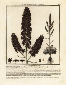 Zwarte nieskruid, Veratrum nigrum