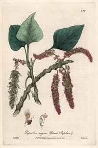 Zwarte of frank populier, liard of piboule (Populus nigra) - Botanische plaat door Isaac Russell, gegraveerd door Charles Matthews, uit English Botanical Phenomenes door William Baxter (1788-1871)