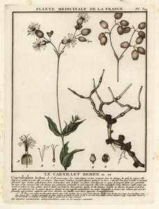 Blaasjeskruid, Silene vulgaris door Unbekannter Künstler