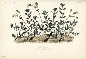 Blaassilene door Unbekannt