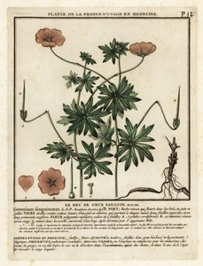 Bloedooievaarsbek, Geranium sanguineum door Unbekannter Künstler