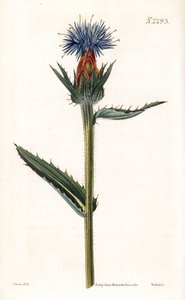 Blauwe cardoncelle - Blauwe distel of blauw-bloemige carthamus, Carthamus caeruleus