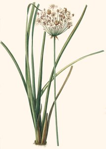 Botanische illustratie/Redouté/Butomus umbellatus/Parapluplant/Bloemenkrans door Unbekannt