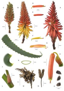 Botanische plaat Aloe arborescens