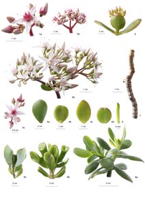 Botanische plaat Crassula ovata