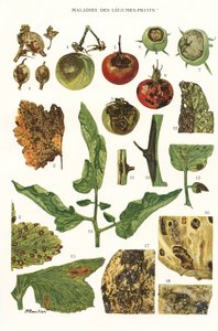 Botanische plaat/ Fruit groenteziekten