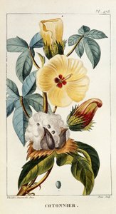 Botanische plaat van katoen