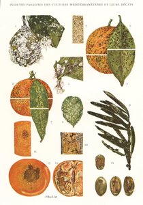 Botanische plaat/Plagen van mediterrane gewassen