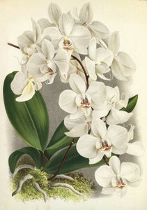Botanische plaat/Phalaenopsis amabilis/Phalaenopsis gigantea/Lindenia