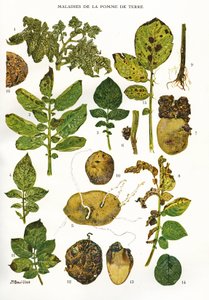 Botanische plaat/Aardappelziekten/Solanum tuberosum
