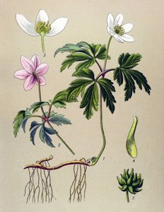 Botanische plaat. Giftige en medicinale plant: Anemoon sylvie of Anemoon van de bossen (Anemone nemorosa)