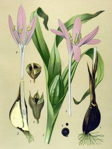 Botanische plaat, giftige en medicinale plant: herfsttijloos (Colchicum autumnale)