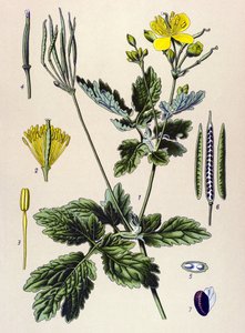 Botanische plaat, giftige en medicinale plant: grote stinkende gouwe (Chelidonium majus) door Unbekannter Künstler