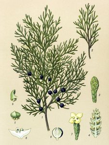 Botanische plaat. Giftige en medicinale plant: sabijnse jeneverbes (Juniperus sabina)