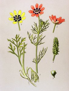 Botanische plaat. Giftige en medicinale plant: zomeradonis (Adonis aestivalis) door Unbekannter Künstler
