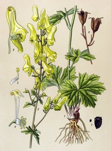 Botanische plaat. Giftige en medicinale plant: Wolfskiller (Aconitum lycoctonum) door Unbekannter Künstler