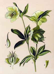 Botanische plaat, giftige en medicinale plant: groene nieskruid (Helleborus viridis)