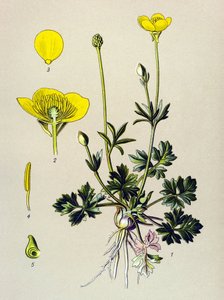 Botanische plaat, giftige plant: knolboterbloem of gouden knop (Ranunculus bulbosus) door Unbekannter Künstler