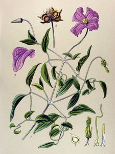 Botanische plaat. Giftige plant: Clematis viticella door Unbekannter Künstler
