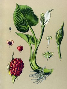 Botanische plaat, giftige plant: moerasaronskelk (Calla palustris)