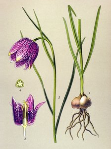 Botanische plaat. Giftige plant: kievitsbloem (Fritillaria meleagris) door Unbekannter Künstler