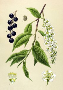 Botanisch bord, plant: Vogelkers (Prunus padus)