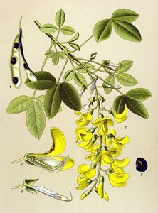 Botanisch bord, plant: Gewone goudenregen (Cytisus Laburnum)