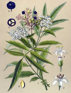 Botanische plaat, plant: Sambucus ebulus
