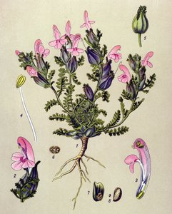 Botanisch bord, plant: boskartelblad (Pedicularis sylvatica).