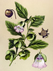Botanische plaat, plant: Peruaanse peer of Peruaanse appel (Nicandra physaloides) door Unbekannter Künstler