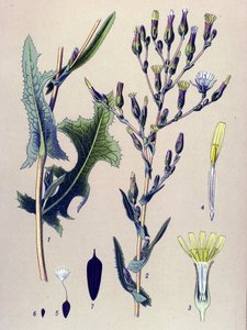 Botanische plaat, plant: schorseneer of wilde sla (Lactuca scariola, Lactuca serriola) door Unbekannter Künstler