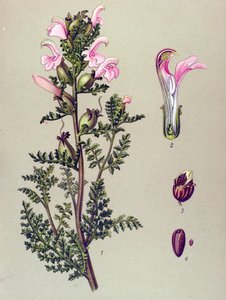 Botanische plaat, plant: moerashelmkruid (Pedicularis palustris)