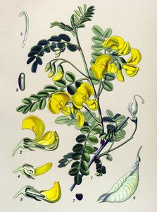 Botanische plaat, plant: boom bander (Colutea arborescens)