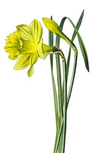 Botanisch bord, plant: gele narcis of trompetnarcis (Narcissus pseudonarcissus). door Unbekannter Künstler
