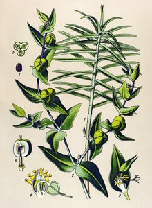 Botanische plaat, giftige en medicinale plant: Euphorbia epurge (Euphorbia lathyris) door Unbekannter Künstler
