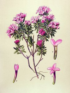 Botanische plaat, giftige plant: alpenroos (Daphne cneorum) door Unbekannter Künstler