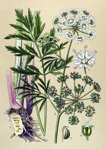 Botanische plaat, giftige en medicinale plant: waterscheerling (Cicuta virosa) door Unbekannter Künstler