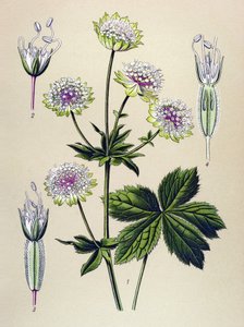 Botanische plaat, giftige en medicinale plant: grote sterrenscherm (Astrantia major) door Unbekannter Künstler
